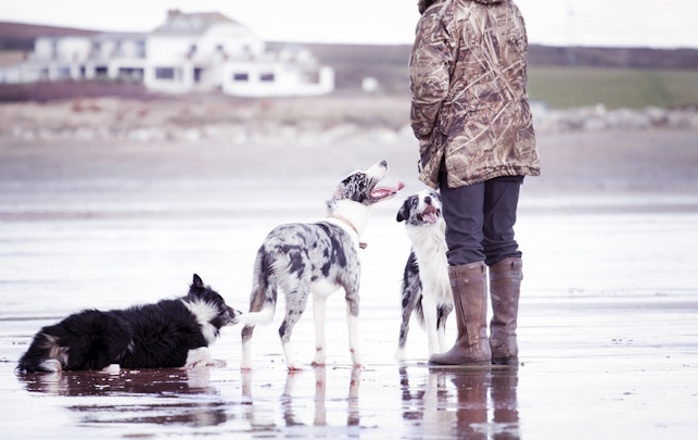 犬の毛が抜けて地肌が見えてしまった！？犬の脱毛３つの原因とは？のアイキャッチ画像