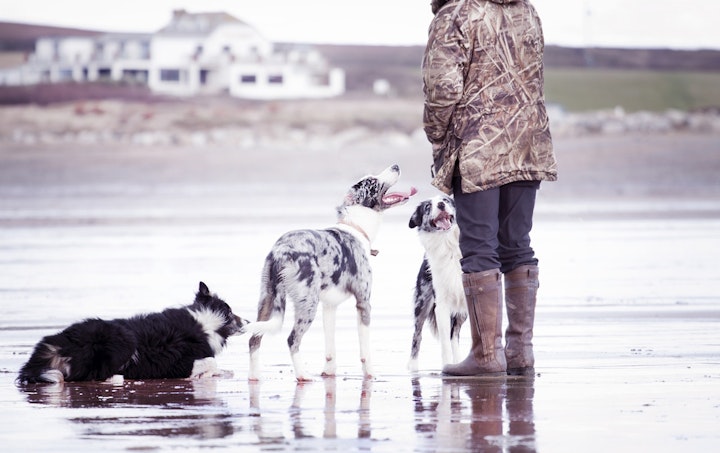 犬の毛が抜けて地肌が見えてしまった！？犬の脱毛３つの原因とは？ - CHERIEE あにまるマガジン