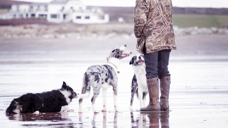 犬の毛が抜けて地肌が見えてしまった!?犬の脱毛3つの原因とは?
