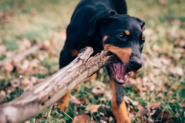 木を噛む犬