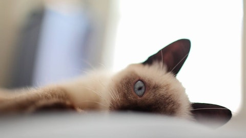 シャム猫の色は温度で変化!とっても不思議な仕組みについてのアイキャッチ画像