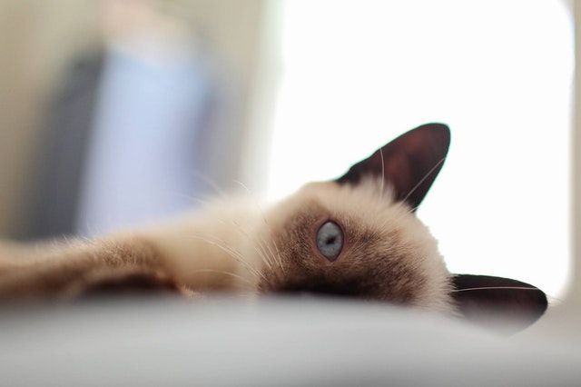 おまとめ中　ジャンピング猫温度で色変化 シャム猫の色、なぜ変わる？ 白から黒へ温度が左右 - 日本経済新聞