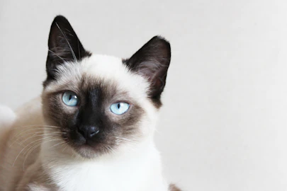 高貴で気難しい？シャム猫の魅力を紹介！のアイキャッチ画像