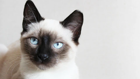 高貴で気難しい?シャム猫の魅力を紹介!のアイキャッチ画像