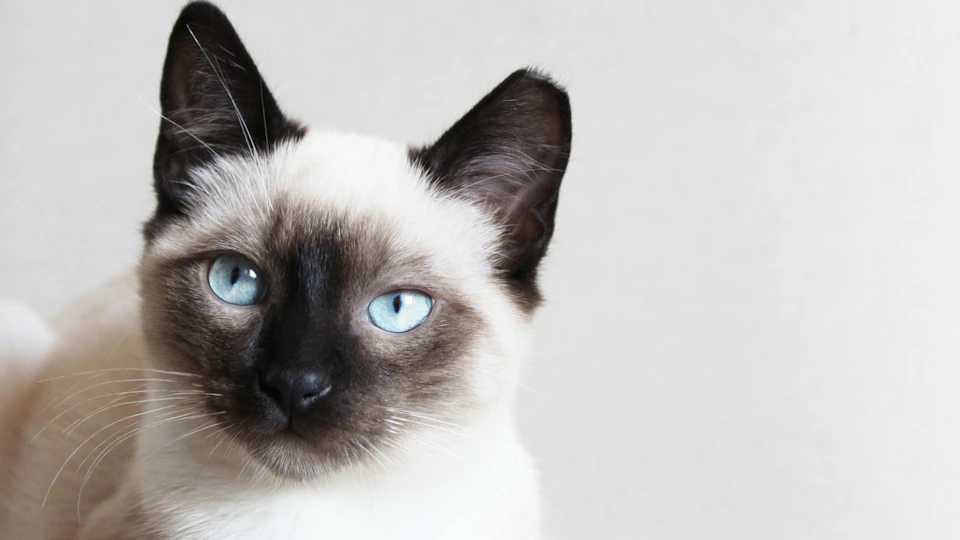 高貴で気難しい?シャム猫の魅力を紹介!