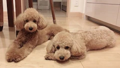 記事カテゴリ第5位