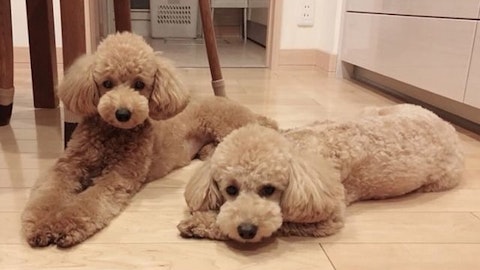 トイプードルの人気カットスタイルをご紹介!アフロ?テディベア?のアイキャッチ画像