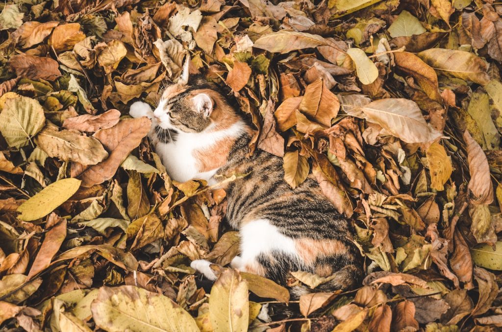 落ち葉に埋もれる猫