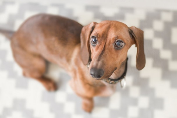 「ダックスフンド」ってどんな犬？その種類と歴史について迫る。のアイキャッチ画像