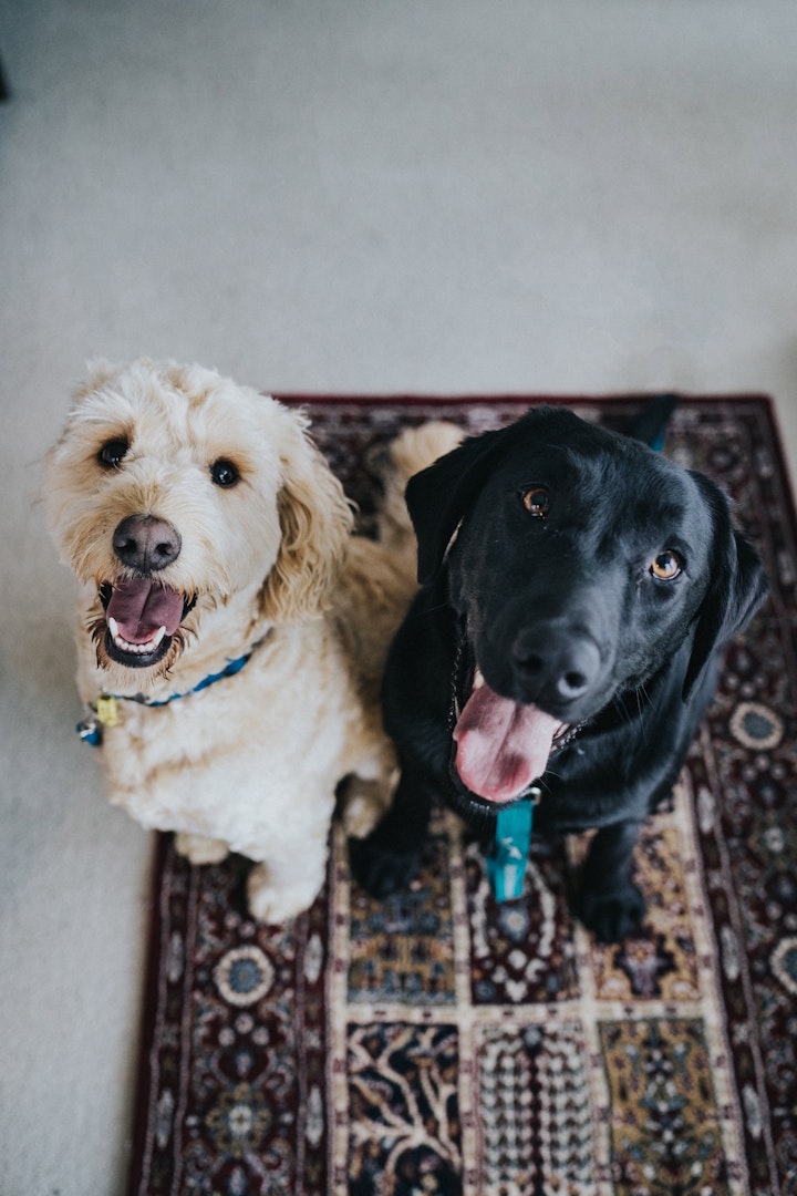 【犬の抜け毛】毛が抜けにくい犬種とその仕組みとは？ - CHERIEE あにまるマガジン