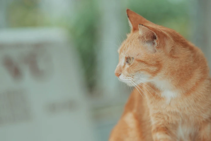 愛猫の毛がゴッソリ抜けてしまってる！猫の脱毛の原因まとめ - CHERIEE あにまるマガジン