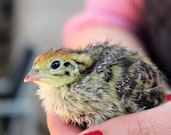 記事カテゴリ第5位