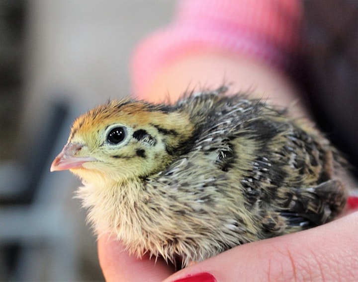 かわいい『うずら』性格や飼い方を解説！上手く飼えば人に懐くことも - CHERIEE あにまるマガジン