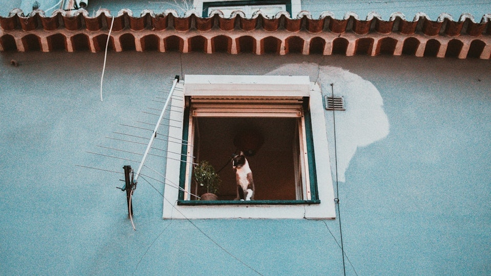 愛猫の毛がゴッソリ抜けてしまってる!猫の脱毛の原因まとめ