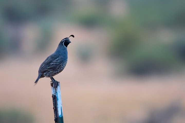 棒に立つ鳥