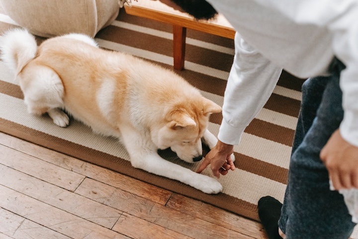 犬,散歩,マナー,ルール,しつけ