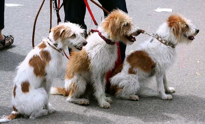 犬,散歩,マナー,ルール,しつけ