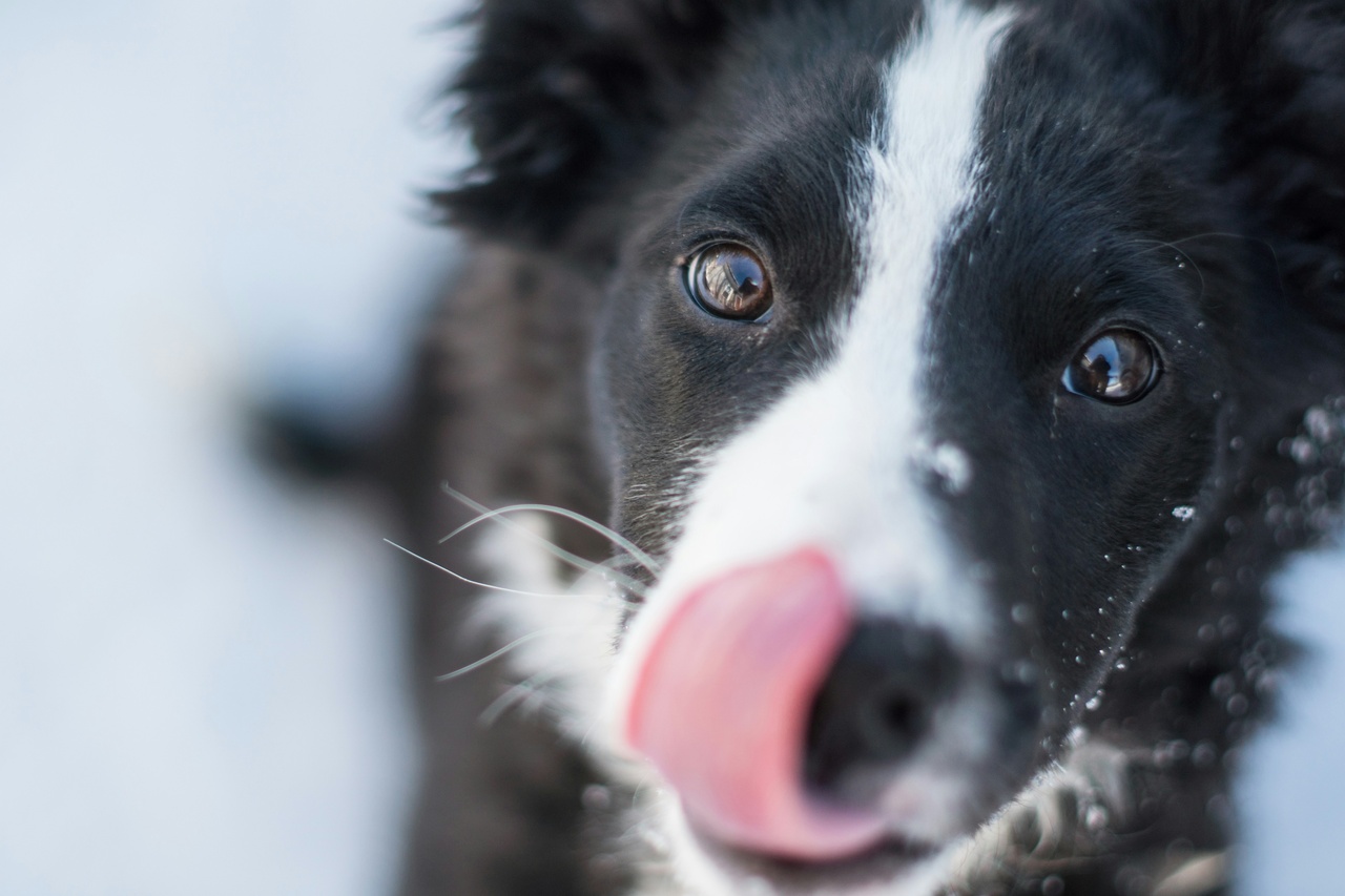 犬が飼い主をなめる意味。なめる場所と犬の気持ちの関係を解説