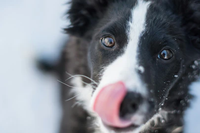 犬が飼い主をなめる意味。なめる場所と犬の気持ちの関係を解説のアイキャッチ画像