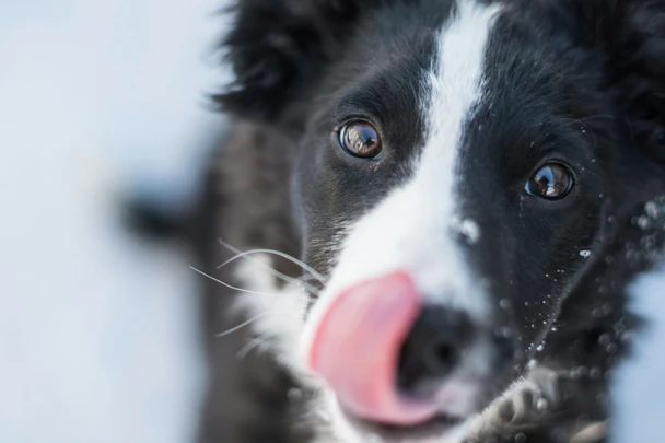 犬が飼い主をなめる意味。なめる場所と犬の気持ちの関係を解説のアイキャッチ画像