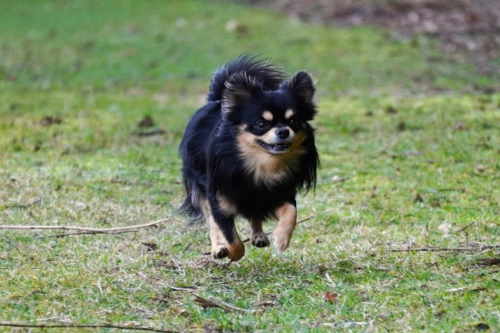 おすすめ,おでかけ,キャンプ,健康,旅行,犬