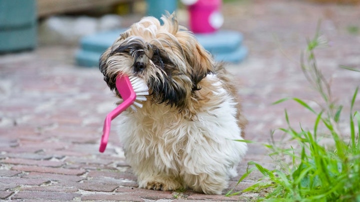 歯周病を防ぐ！犬の歯磨きの重要性とその方法のアイキャッチ画像