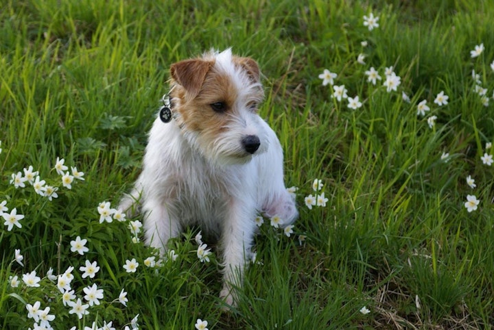 ジャックラッセルテリア,犬,犬図鑑,犬種,飼い方