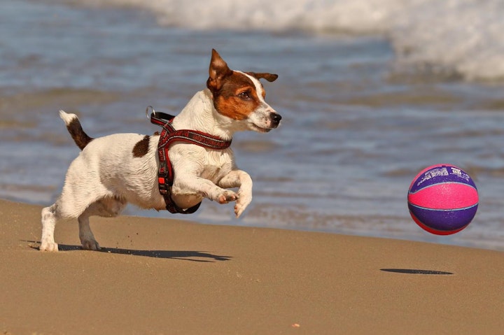 ジャックラッセルテリア,犬,犬図鑑,犬種,飼い方