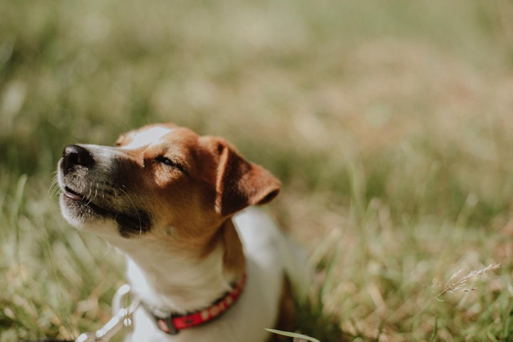 ジャックラッセルテリア,犬,犬図鑑,犬種,飼い方