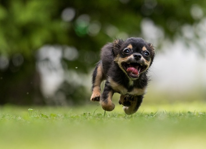 とびはねる犬