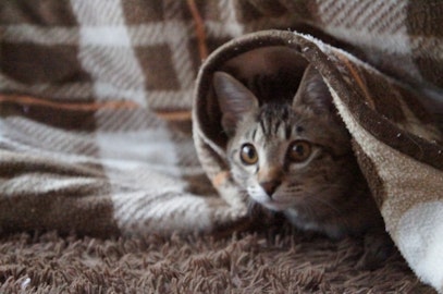 猫がコタツを使うのは危険?安全に使う5つのポイントのアイキャッチ画像