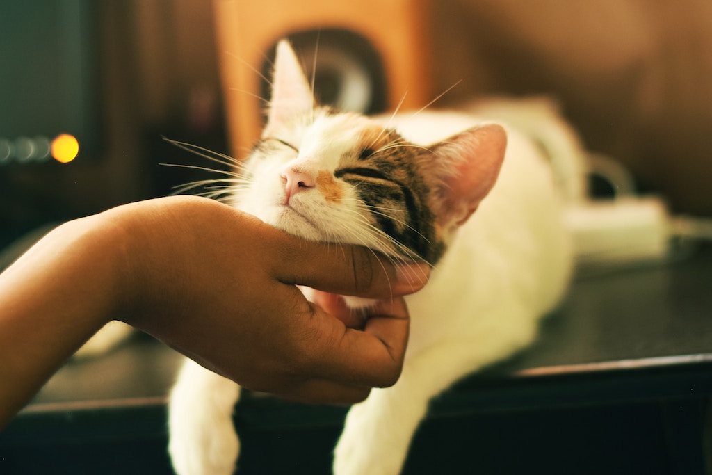 猫と手