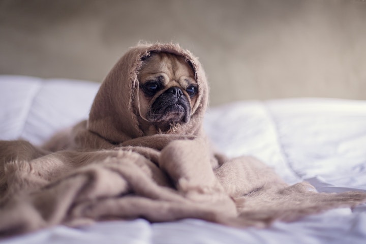 悲しい犬