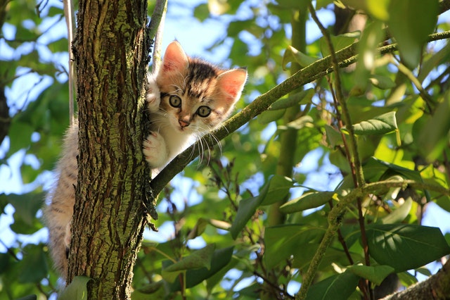 気に登る子猫