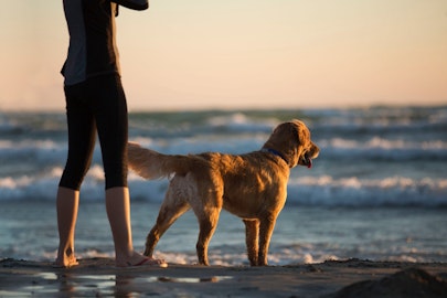 映画研究室所属の犬好きが選ぶ愛犬と一緒に観たい感動映画トップ10のアイキャッチ画像