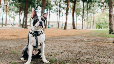 愛称は『タキシードを着た紳士』ボストンテリアの魅力と飼い方のアイキャッチ画像