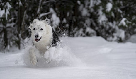 犬も大好きな雪！これだけは知っておきたい雪遊びの時の注意点のアイキャッチ画像