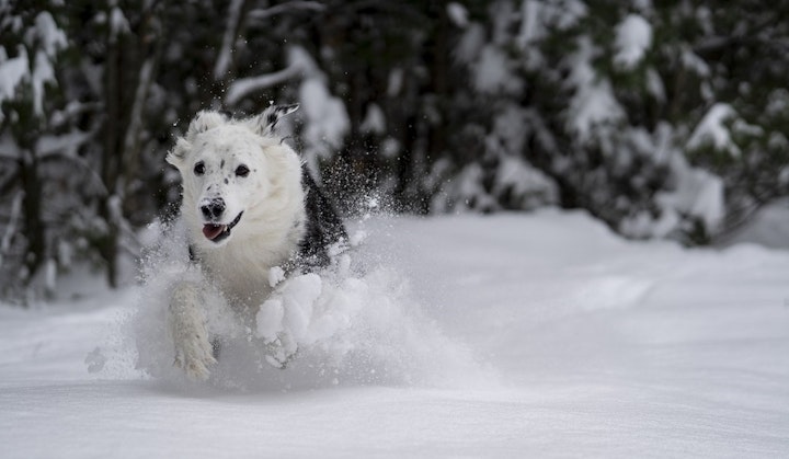 犬も大好きな雪！これだけは知っておきたい雪遊びの時の注意点 - CHERIEE あにまるマガジン