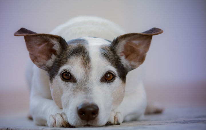 犬顔