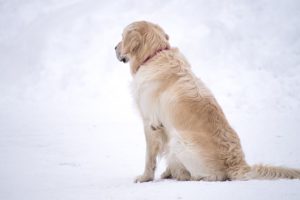 雪の中で背を向ける犬
