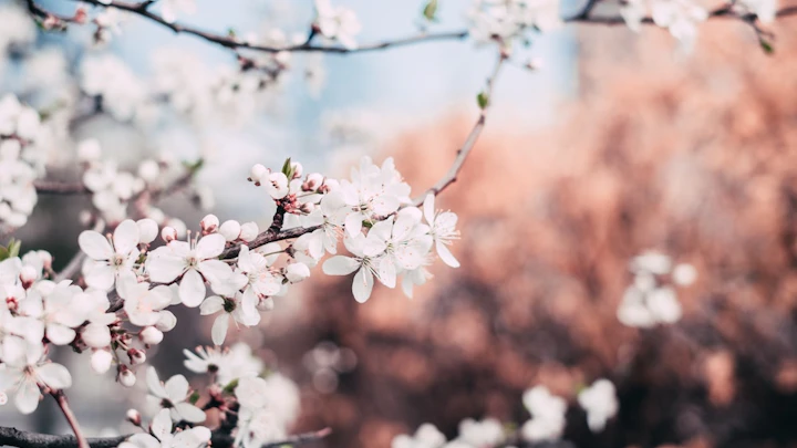 【2026年】お花見もできる大阪城公園の愛犬と楽しめるお店6選のアイキャッチ画像