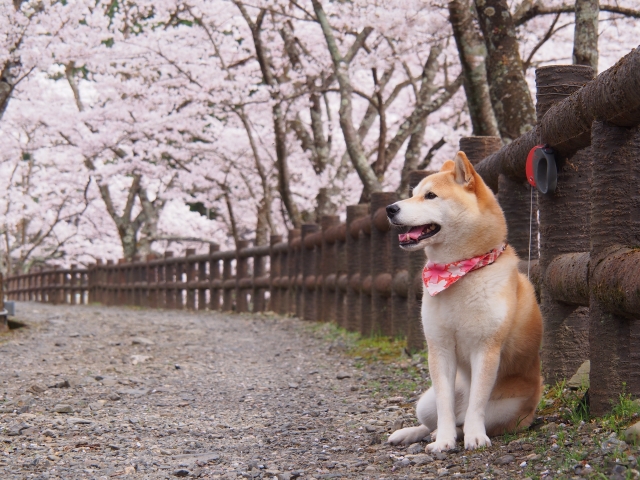 もうすぐ桜の季節！お花見に犬を連れて行くときの注意点をご紹介。