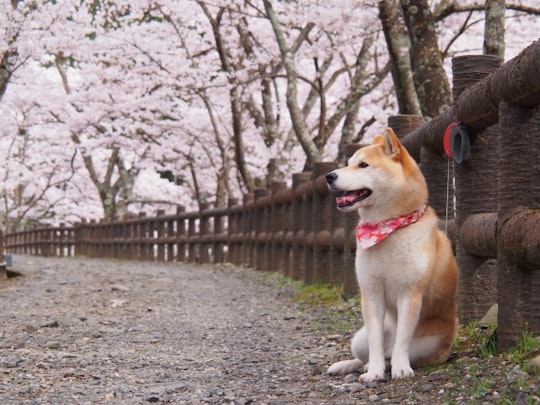 もうすぐ桜の季節！お花見に犬を連れて行くときの注意点をご紹介。のアイキャッチ画像