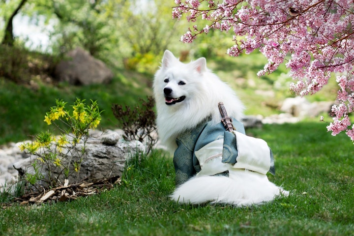 犬と花