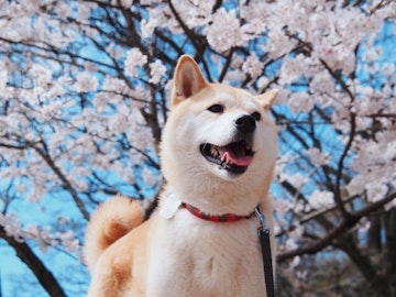 【東京都内】犬と一緒にお花見ができる！おすすめの公園5選のアイキャッチ画像