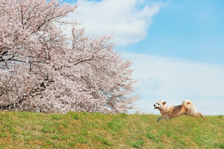 東京都内で犬と一緒にお花見ができるおすすめの公園