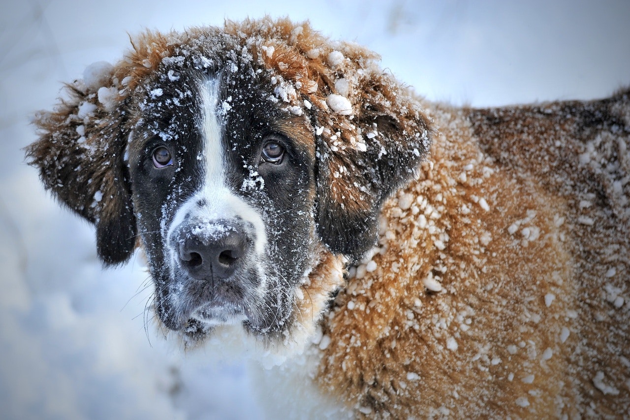 パトラッシュ の 犬