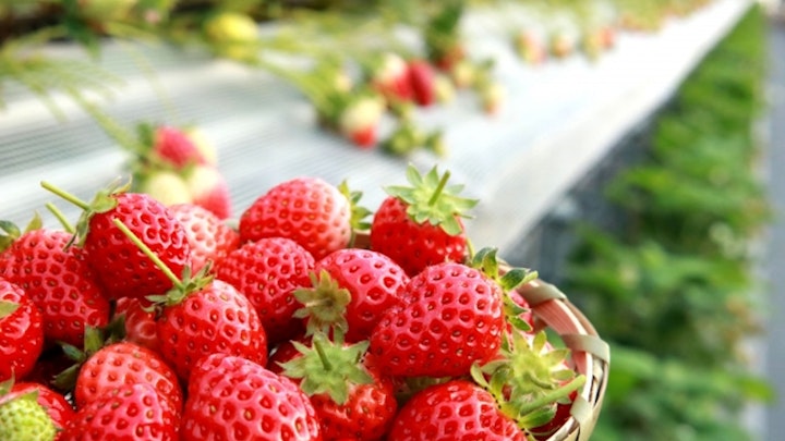 【東京近郊】犬と一緒にいちご狩りが楽しめるいちご農園8選!のアイキャッチ画像