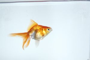 水槽の金魚