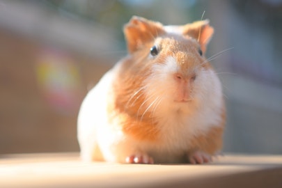 モルモットってどんな動物？東京でふれあえる動物園をご紹介！のアイキャッチ画像